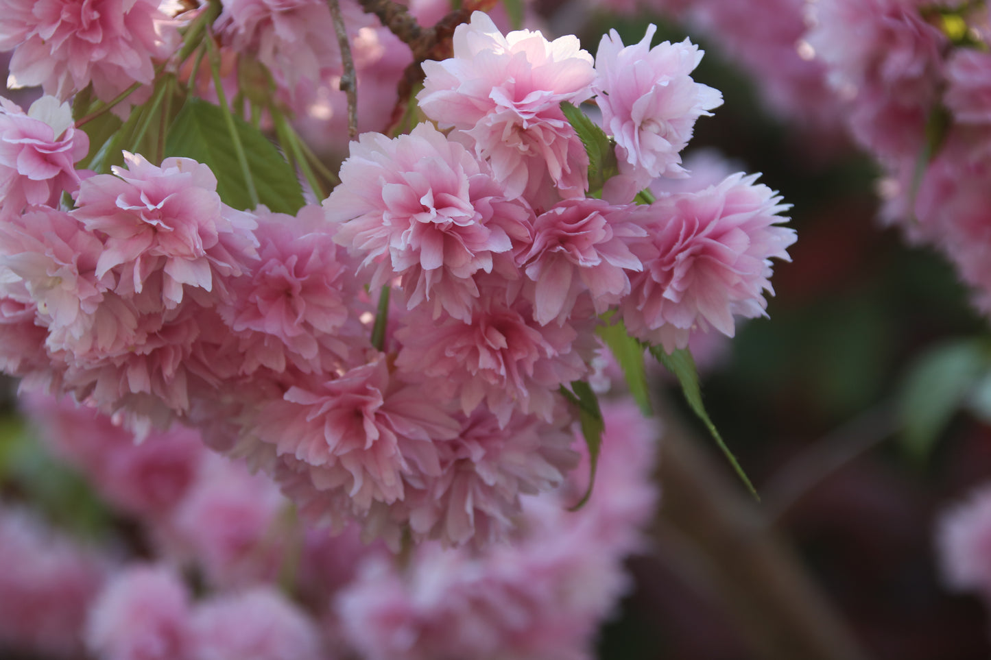 Flowers And Leaves Close Up Photo Prints