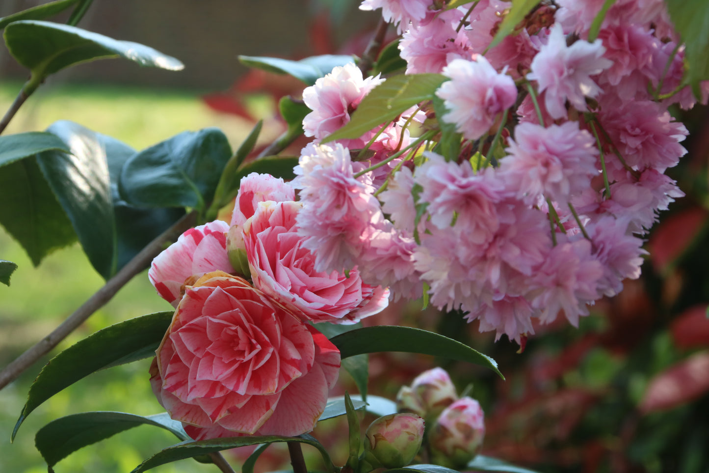 Flowers And Leaves Close Up Photo Prints