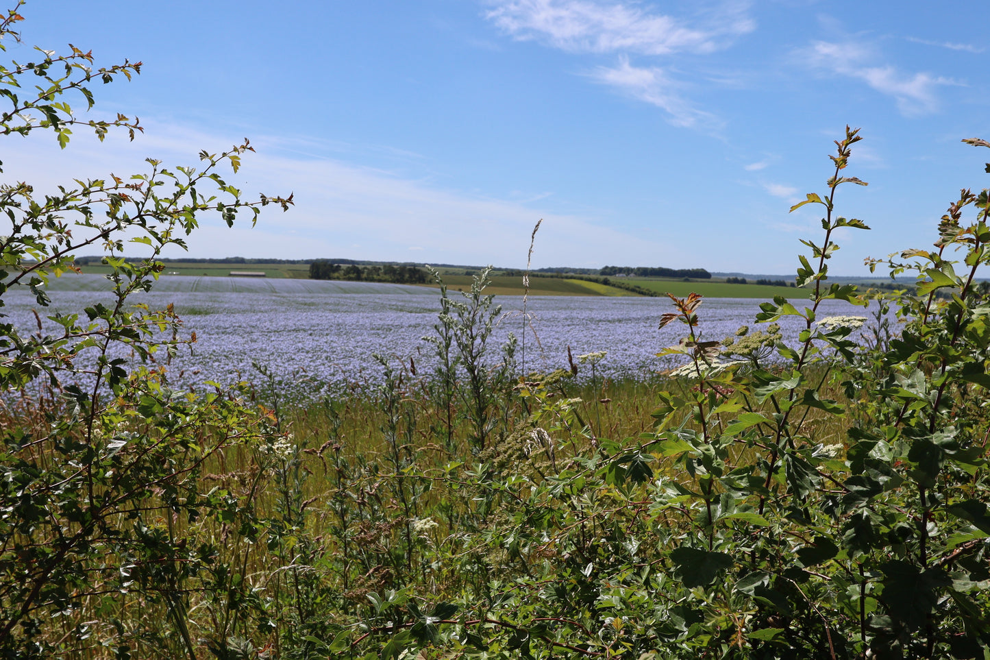 Images Of Woodlands, Fields and Floral Displays Photo Prints