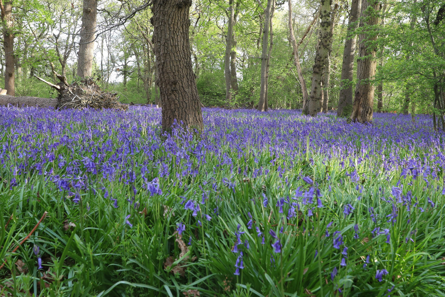 Images Of Woodlands, Fields and Floral Displays Photo Prints