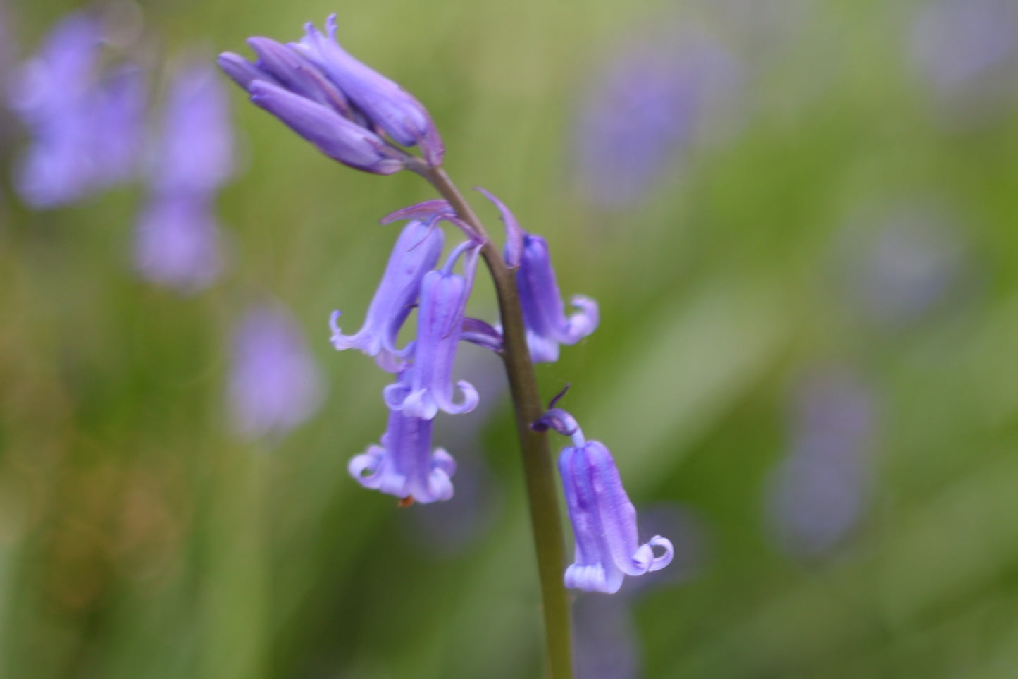 Images Of Woodlands, Fields and Floral Displays Photo Prints