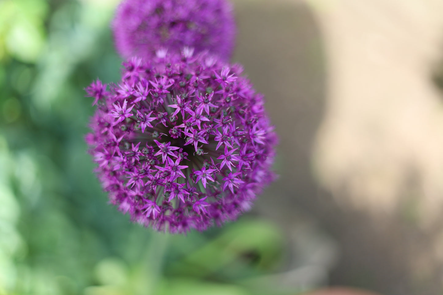 Flowers And Leaves Close Up Photo Prints