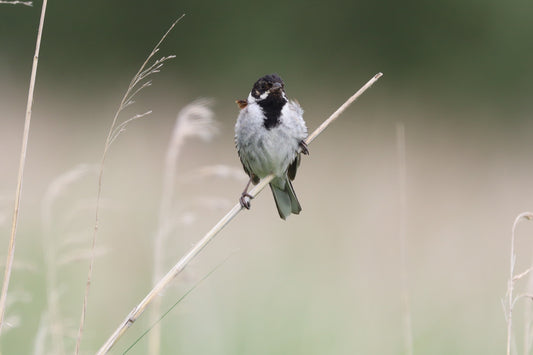 Wildlife Images Around The UK Photo Prints