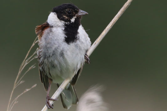 Wildlife Images Around The UK Photo Prints