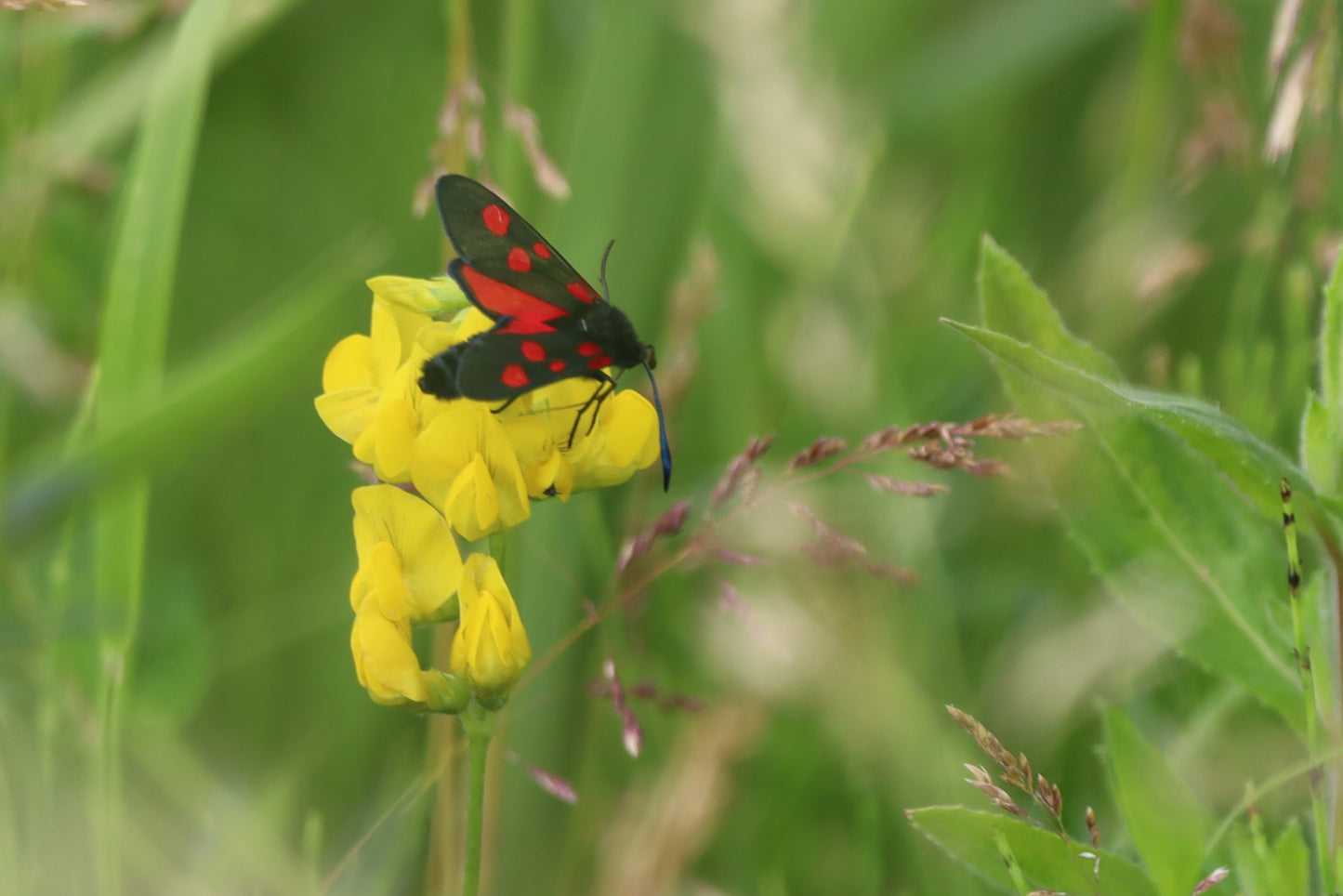 Wildlife Images Around The UK Photo Prints