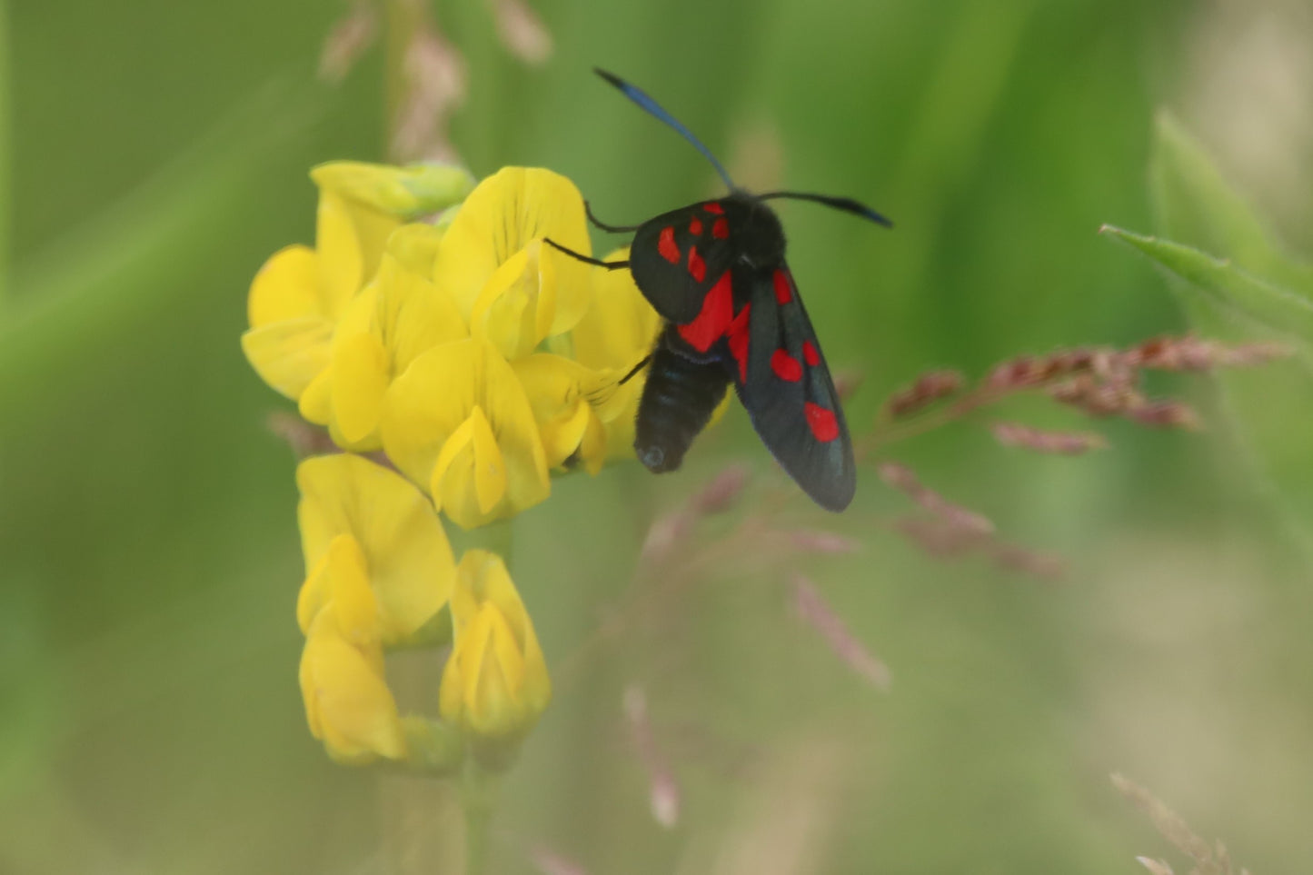 Wildlife Images Around The UK Photo Prints