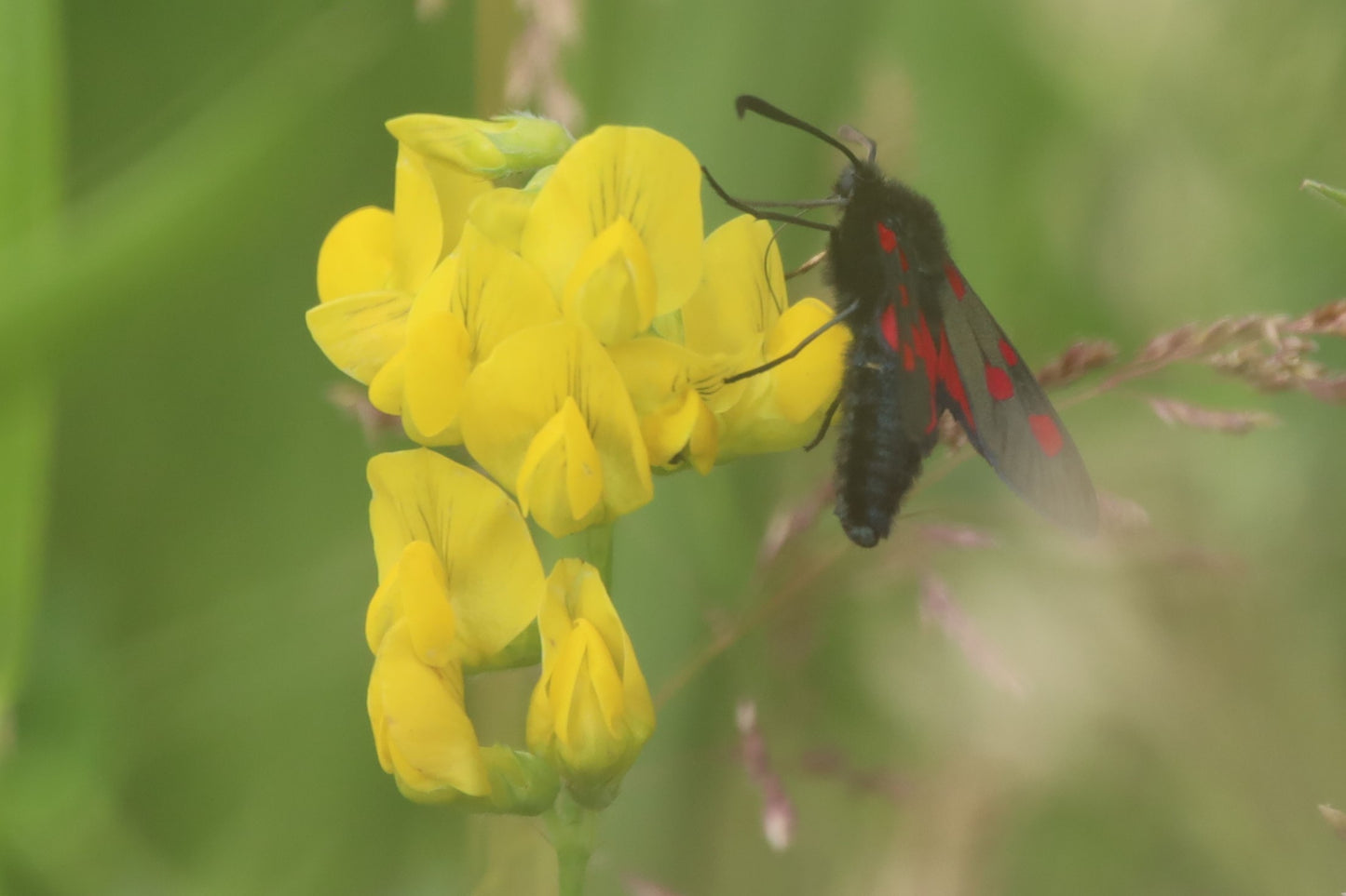 Wildlife Images Around The UK Photo Prints