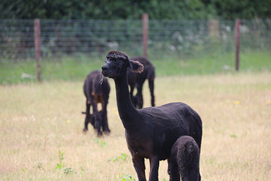 Images Captured At The Wolfridge Alpaca Farm Photo Prints