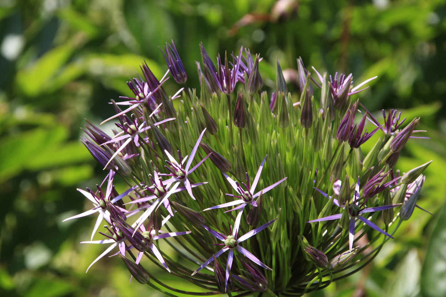 Flowers And Leaves Close Up Photo Prints