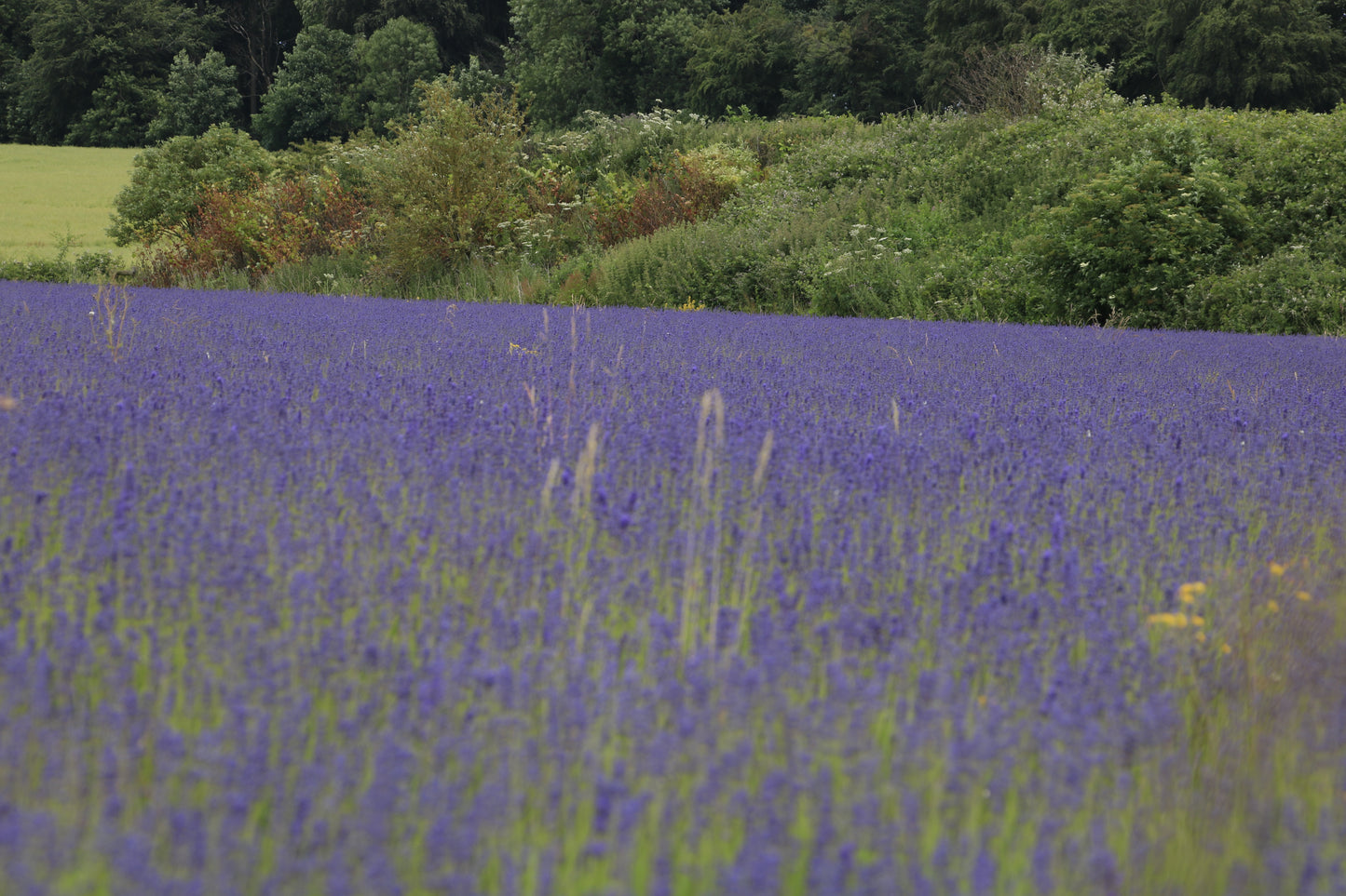 Images Of Woodlands, Fields and Floral Displays Photo Prints