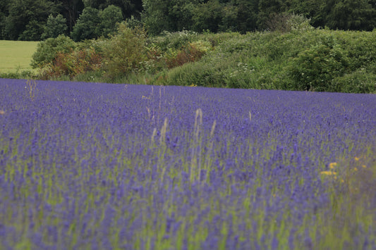 Images Of Woodlands, Fields and Floral Displays Photo Prints