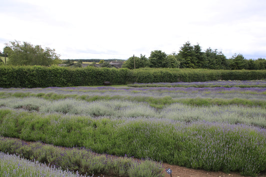 Images Of Woodlands, Fields and Floral Displays Photo Prints