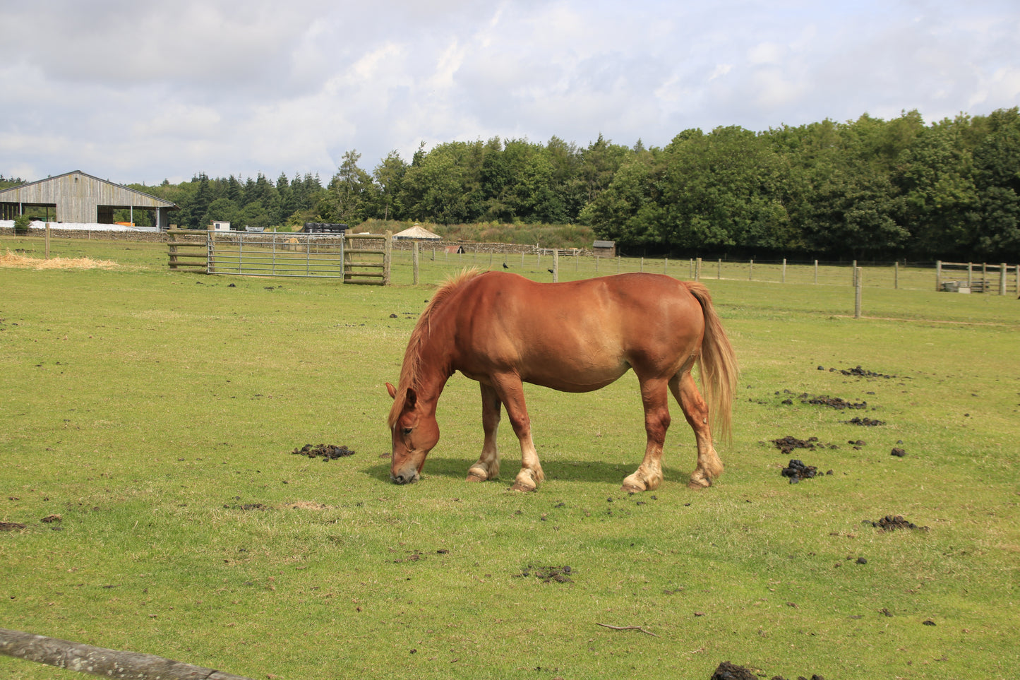 Wildlife Images Around The UK Photo Prints