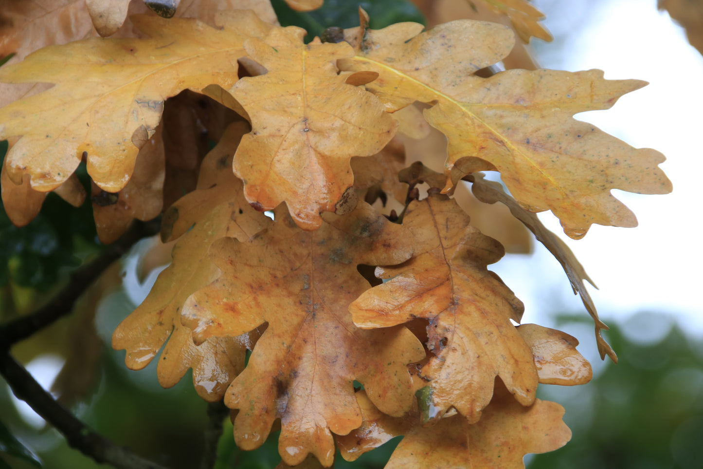 Flowers And Leaves Close Up Photo Prints