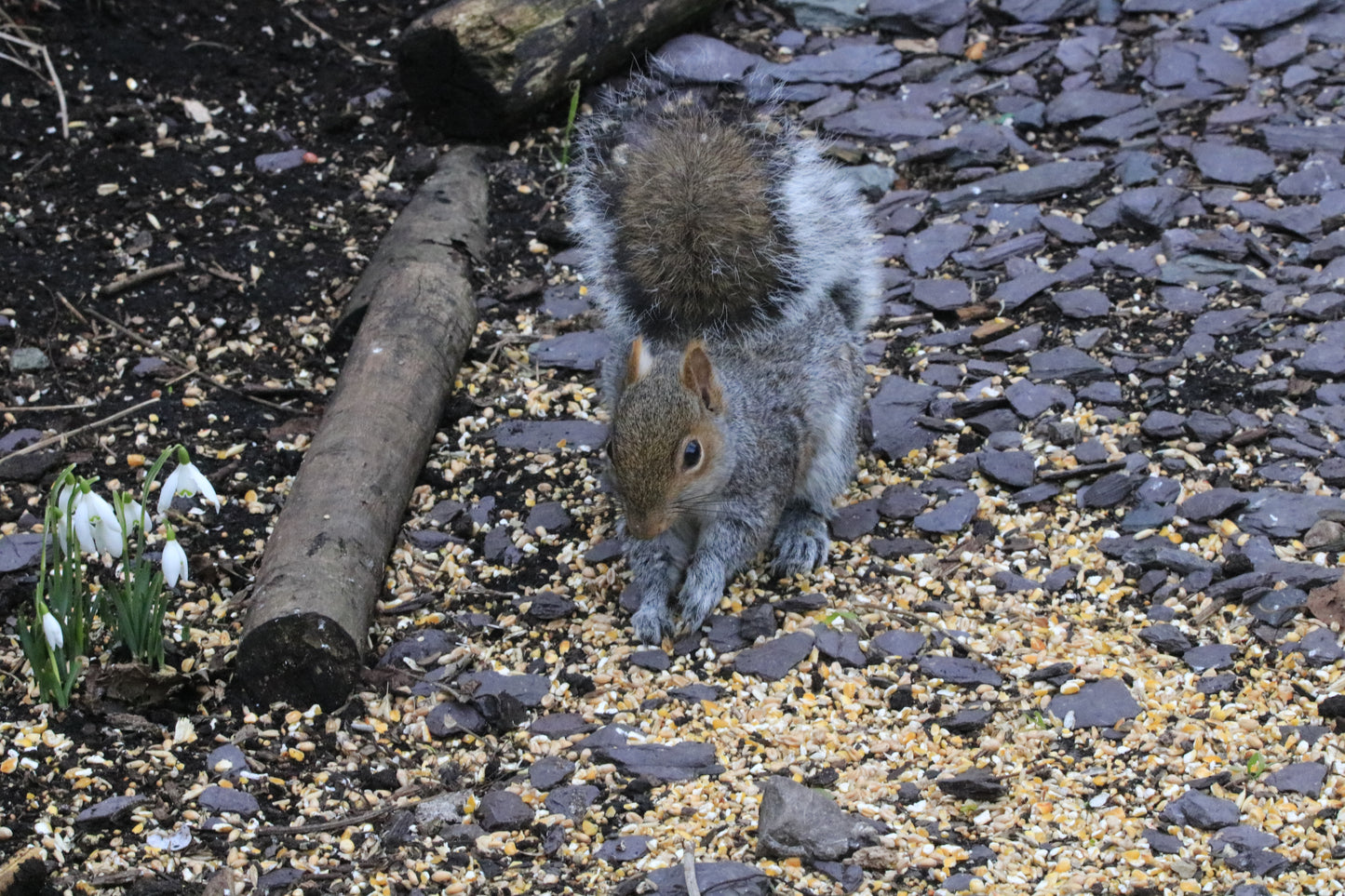 Wildlife Images Around The UK Photo Prints