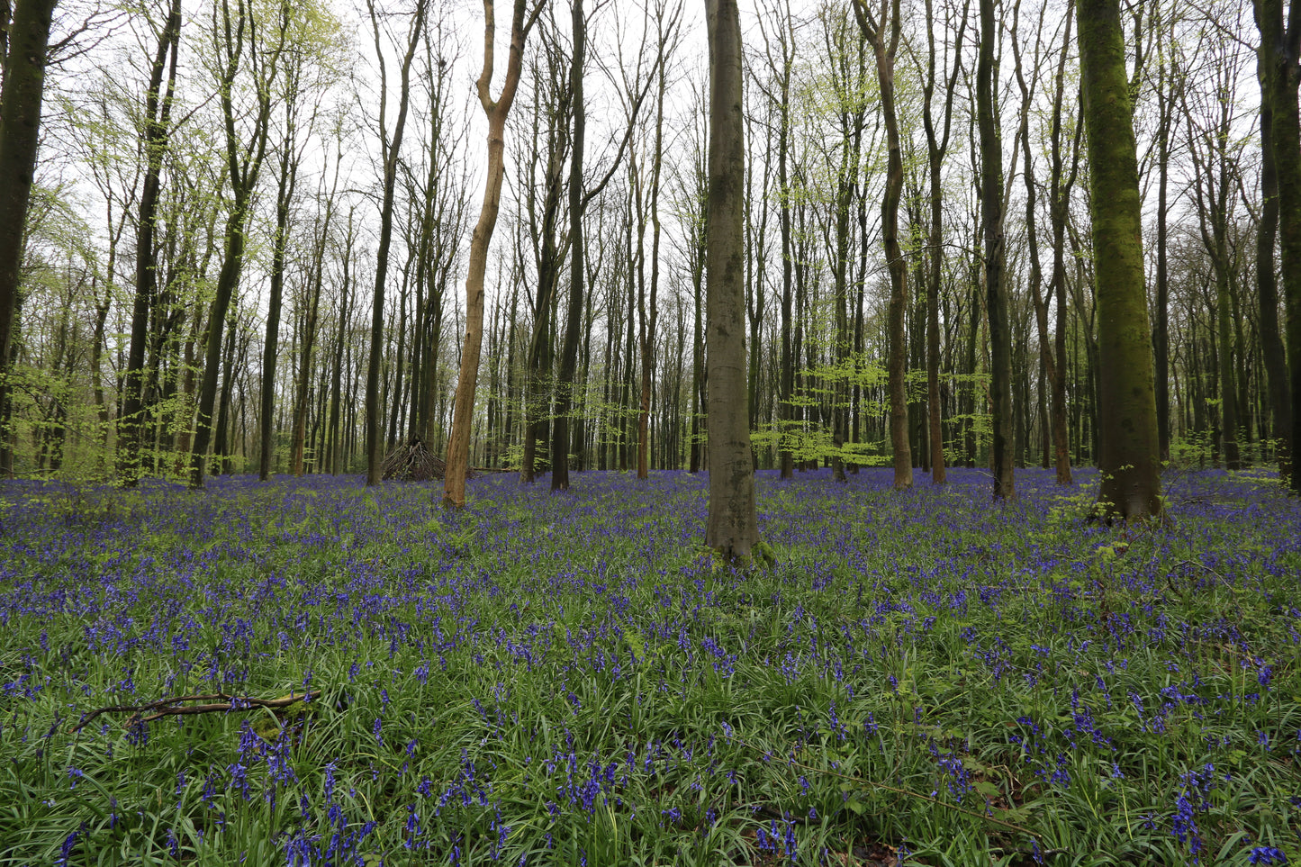 Images Of Woodlands, Fields and Floral Displays Photo Prints