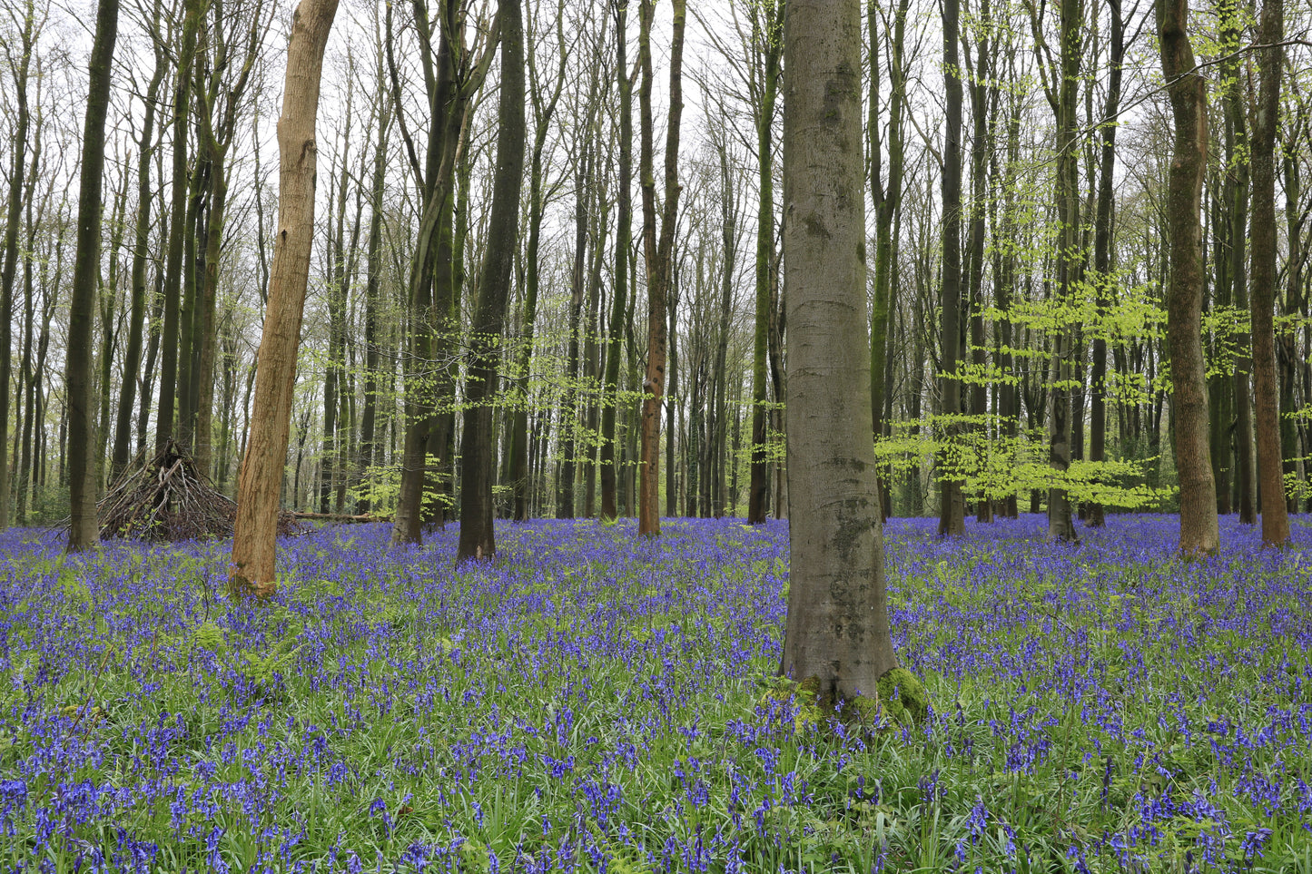 Images Of Woodlands, Fields and Floral Displays Photo Prints
