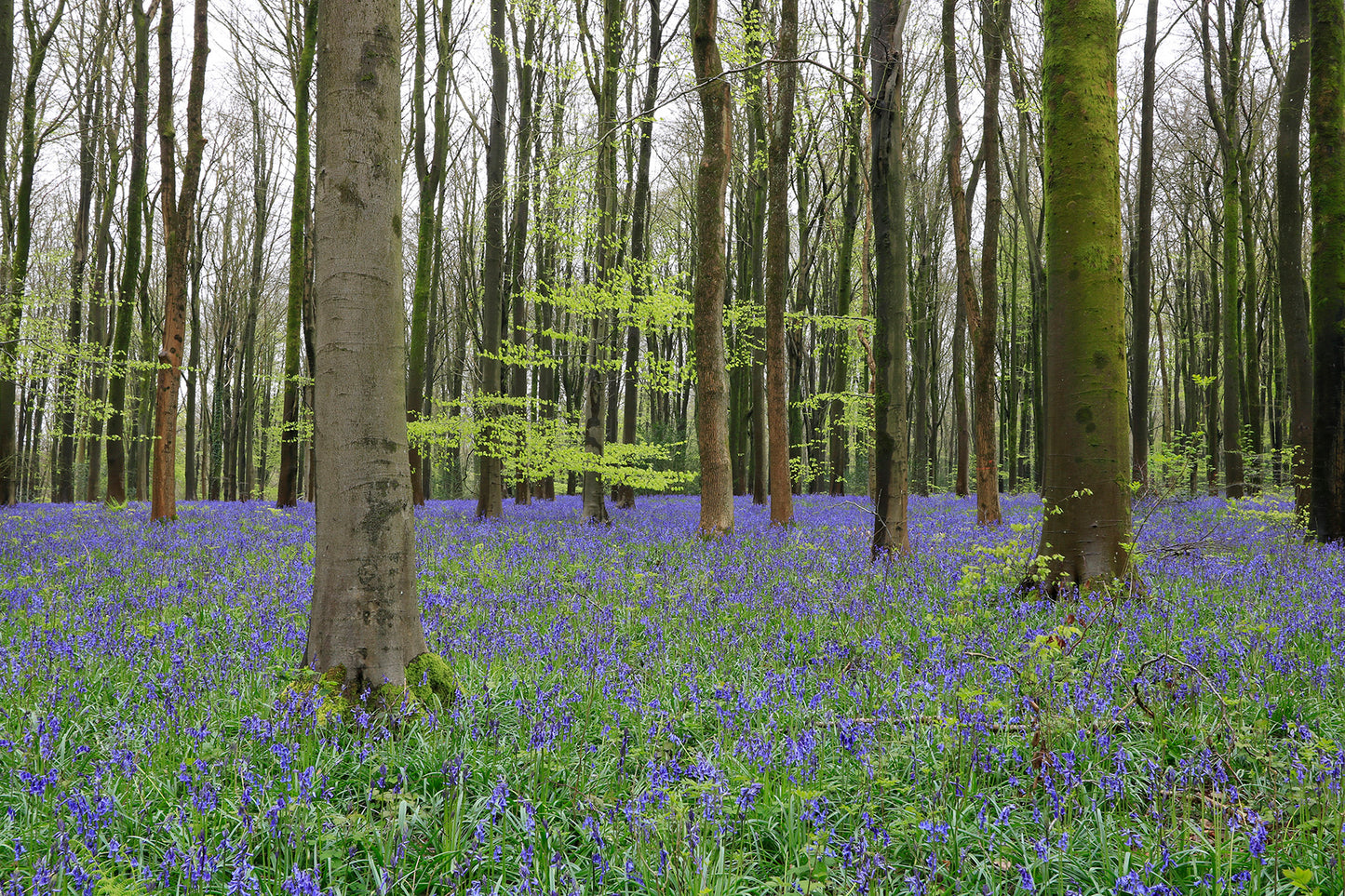 Images Of Woodlands, Fields and Floral Displays Photo Prints