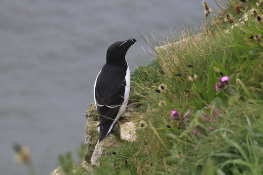 Wildlife Images Around The UK Photo Prints