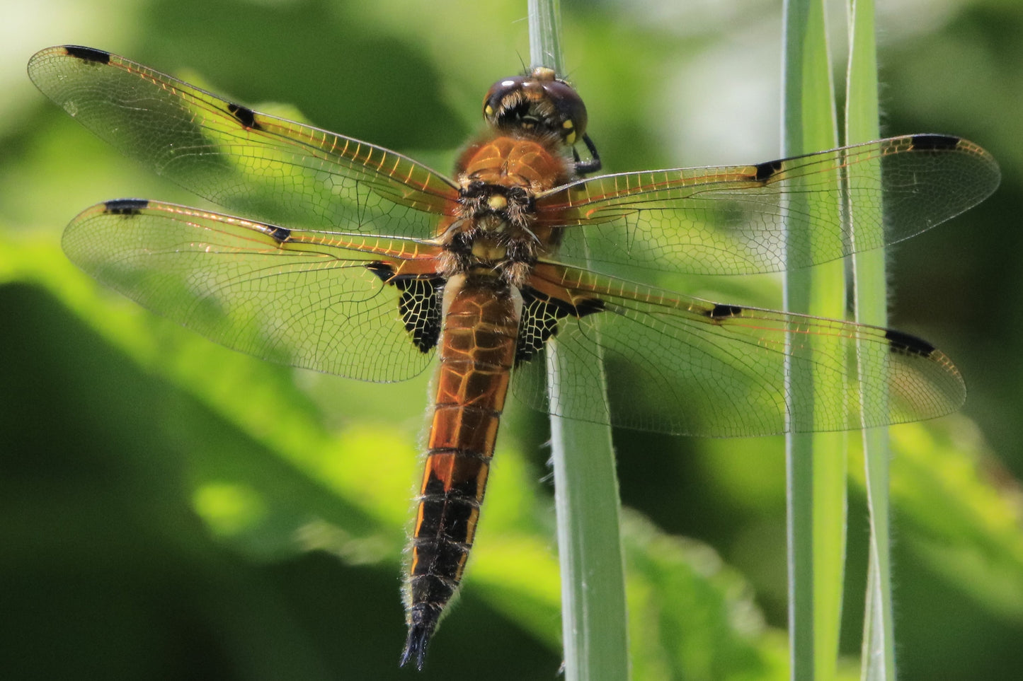 Wildlife Images Around The UK Photo Prints