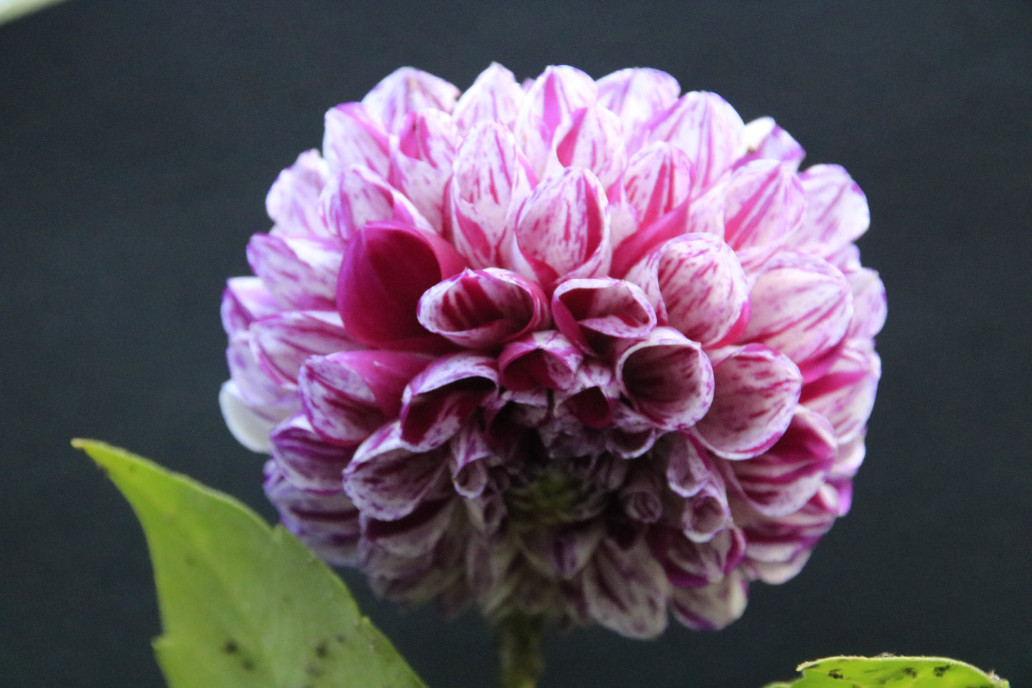 IMAGES OF FLOWERS IN ART FORM PHOTO PRINTS