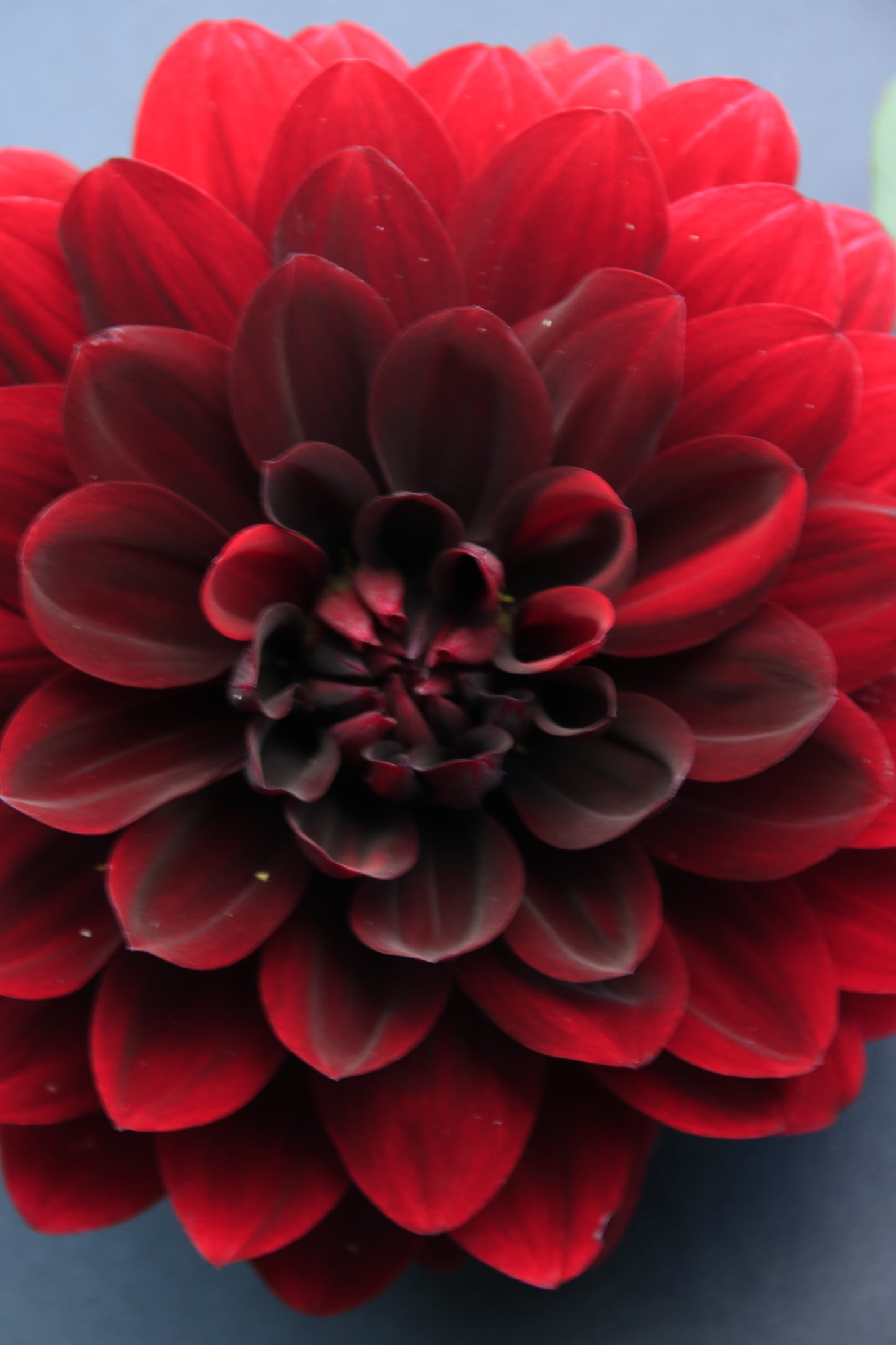 IMAGES OF FLOWERS IN ART FORM PHOTO PRINTS