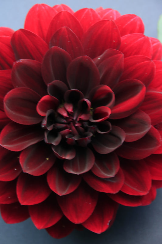IMAGES OF FLOWERS IN ART FORM PHOTO PRINTS