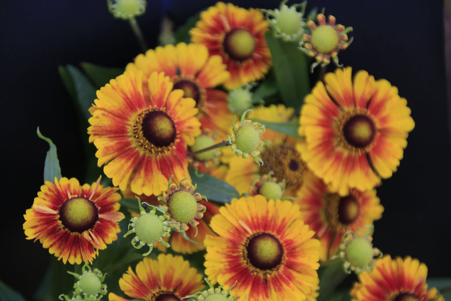 IMAGES OF FLOWERS IN ART FORM PHOTO PRINTS