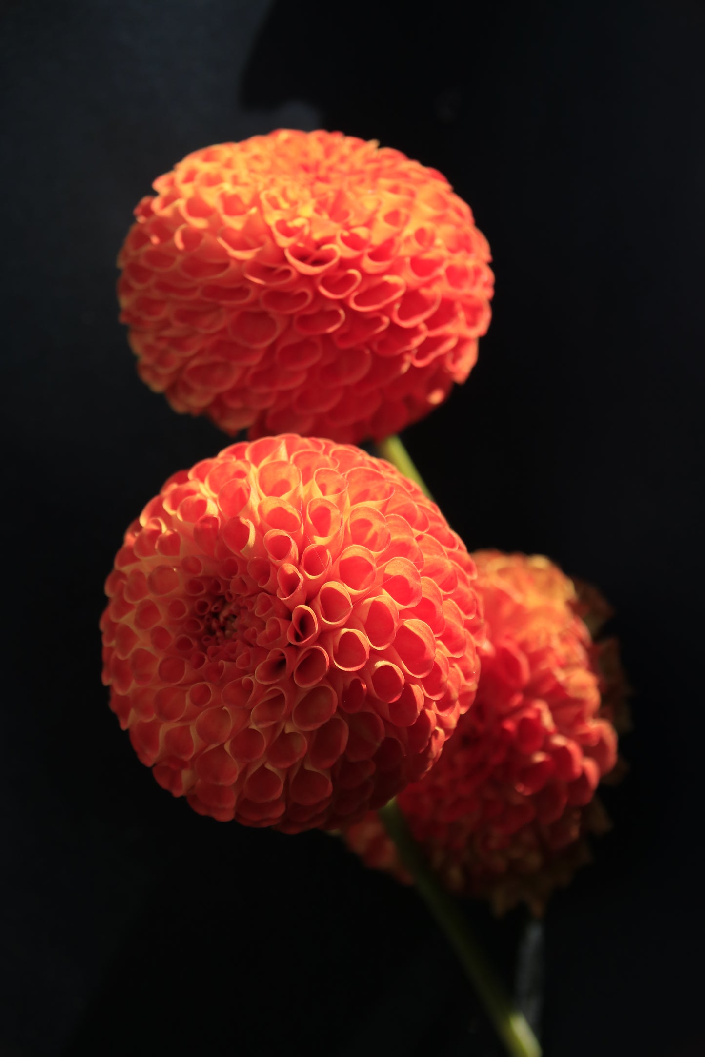 IMAGES OF FLOWERS IN ART FORM PHOTO PRINTS