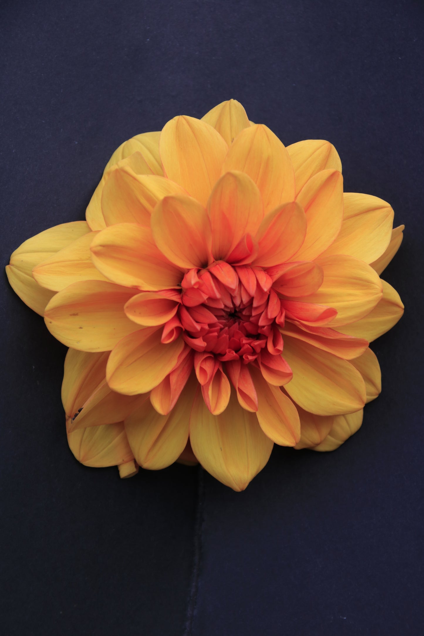 IMAGES OF FLOWERS IN ART FORM PHOTO PRINTS
