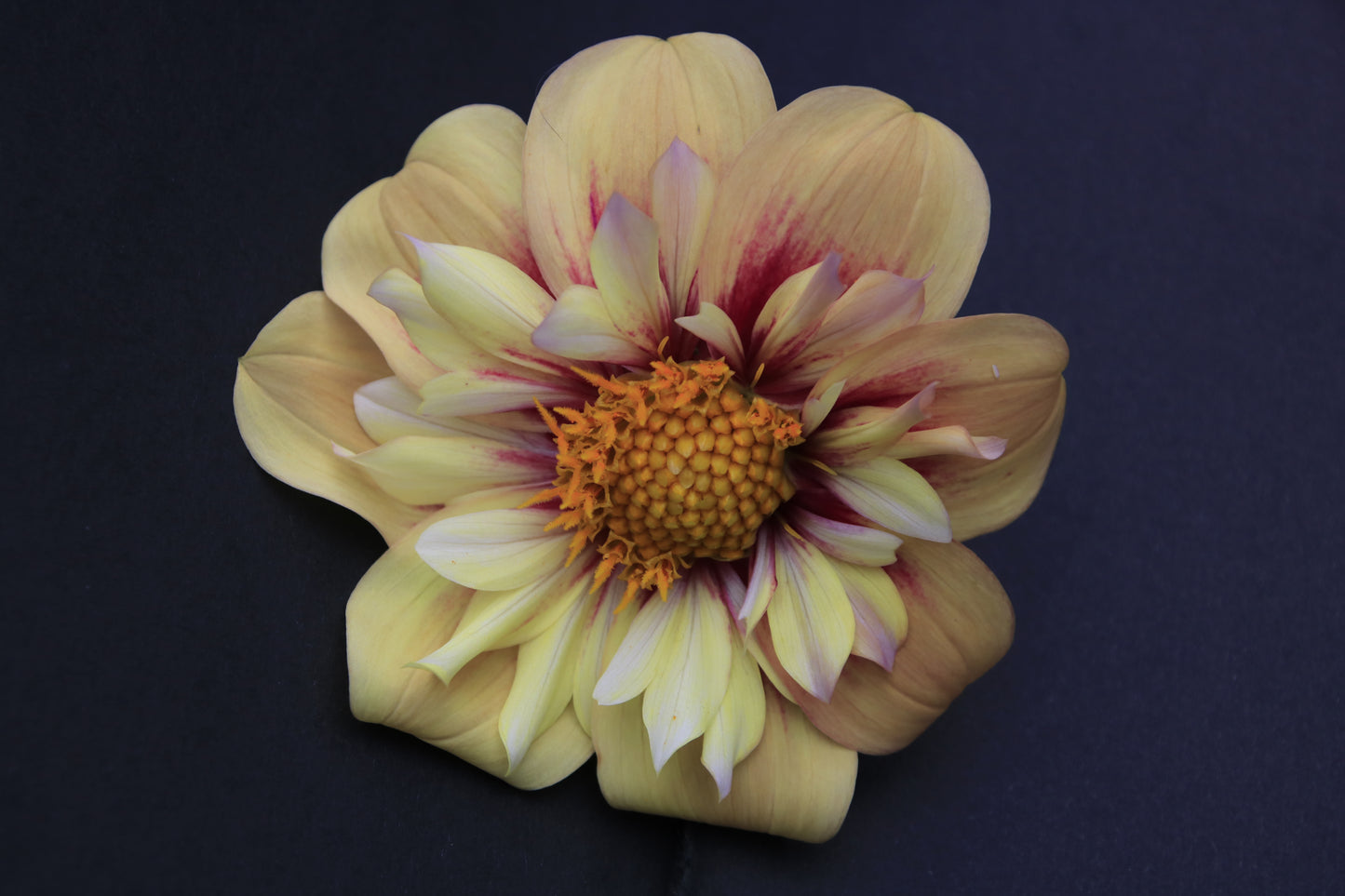IMAGES OF FLOWERS IN ART FORM PHOTO PRINTS