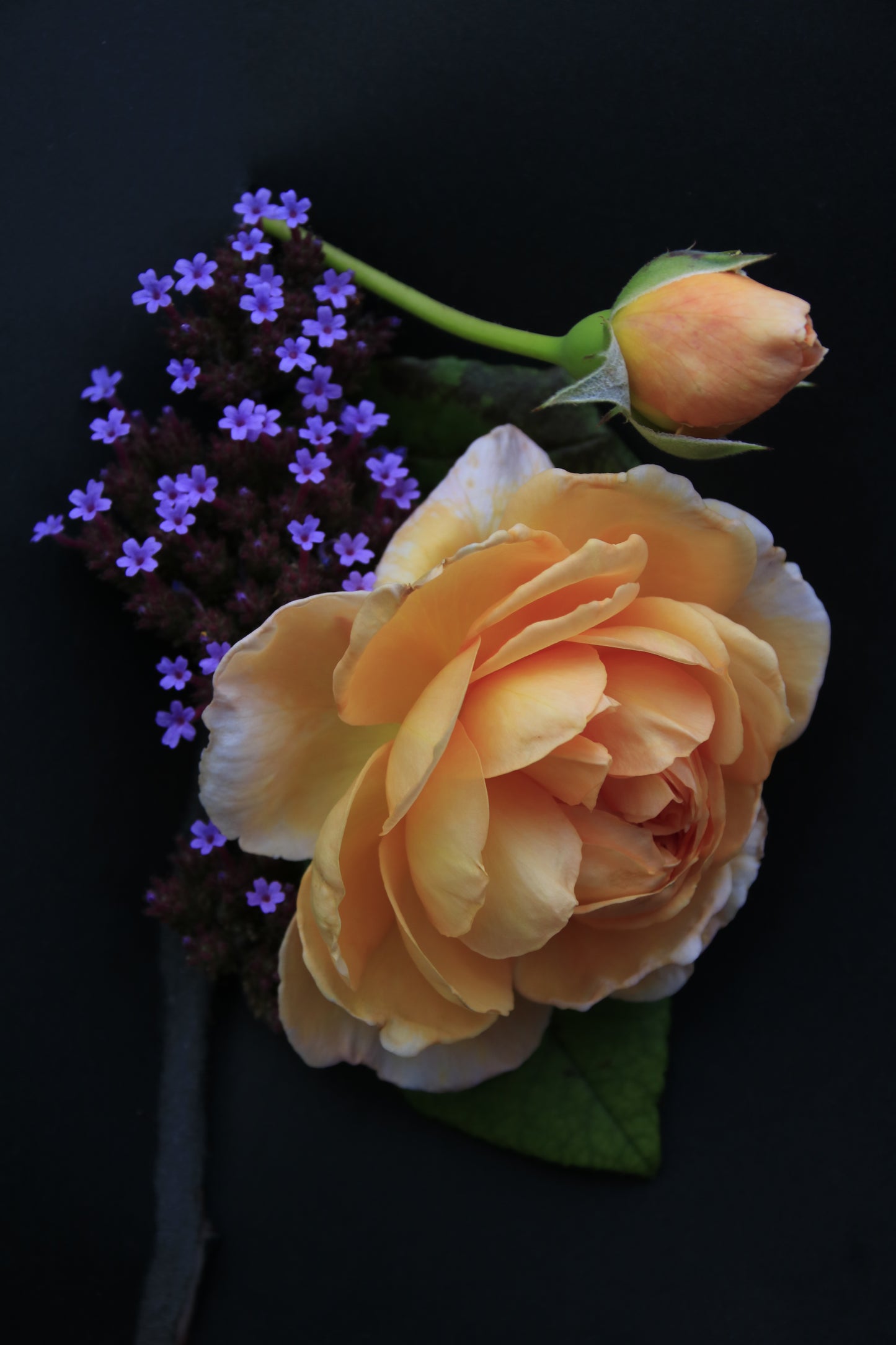 IMAGES OF FLOWERS IN ART FORM PHOTO PRINTS