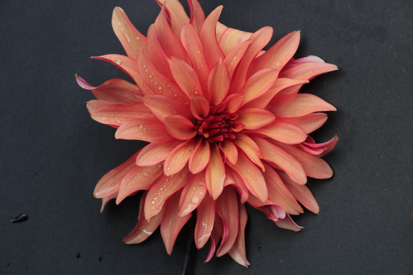 IMAGES OF FLOWERS IN ART FORM PHOTO PRINTS