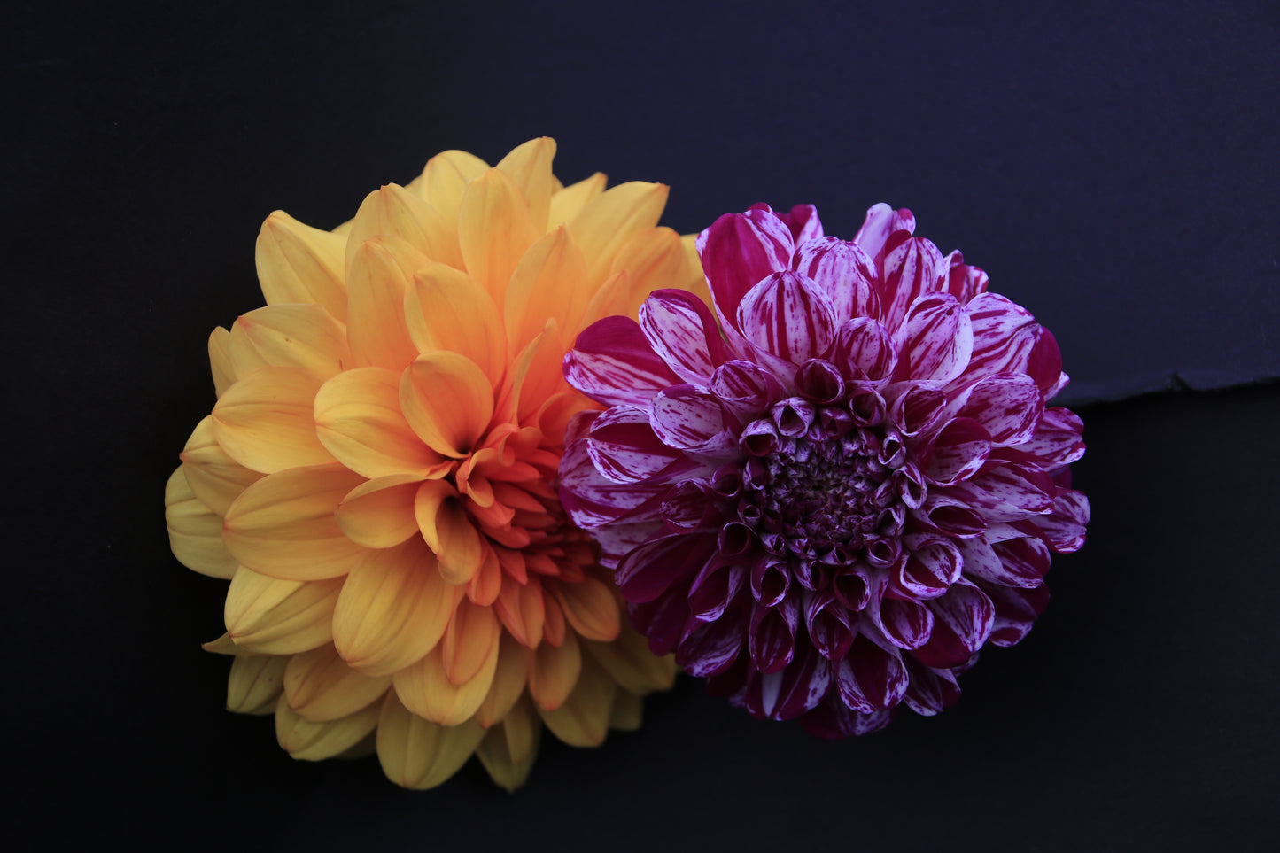 IMAGES OF FLOWERS IN ART FORM PHOTO PRINTS