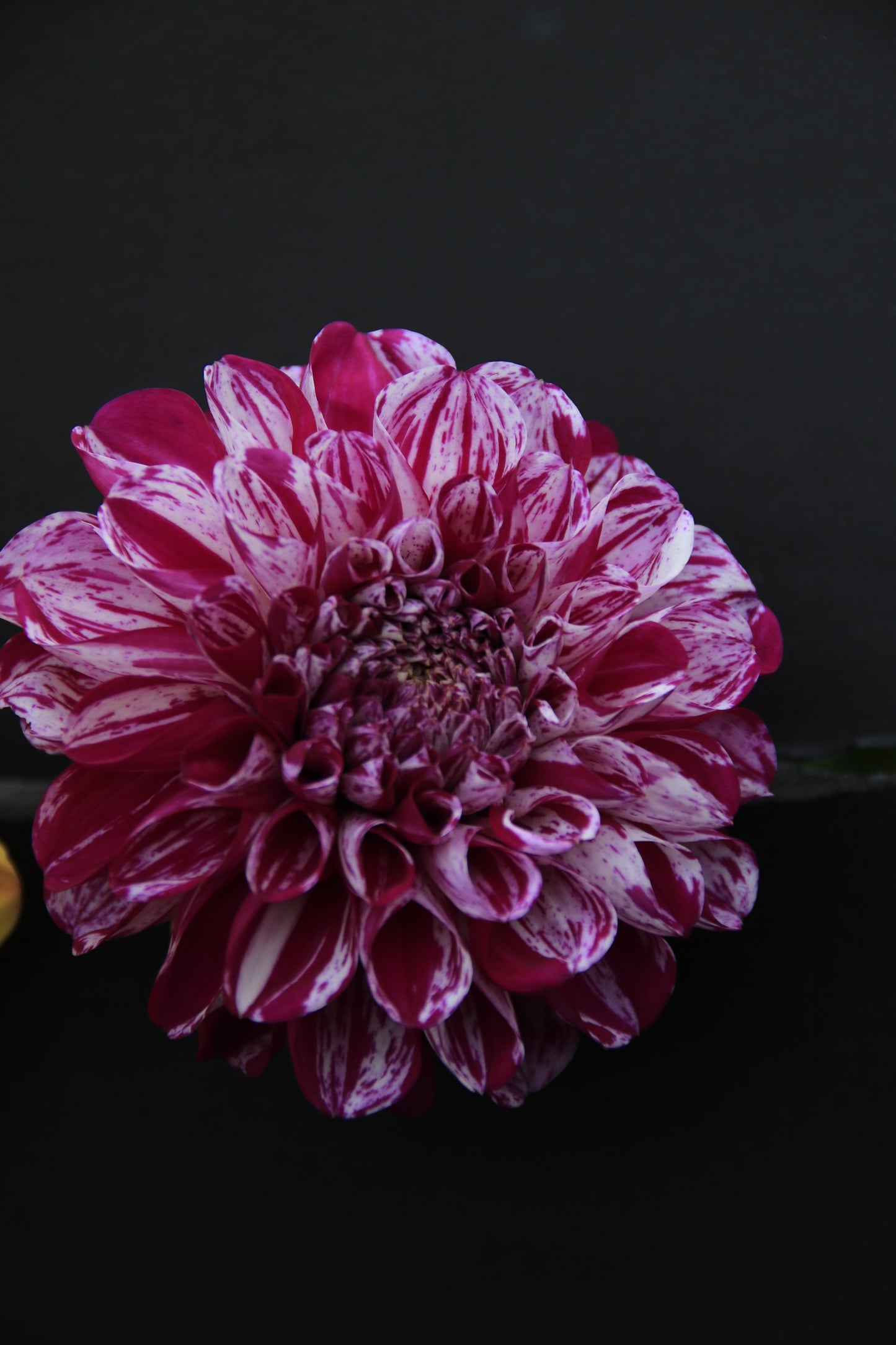 IMAGES OF FLOWERS IN ART FORM PHOTO PRINTS