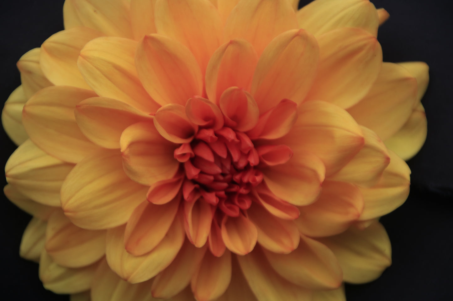 IMAGES OF FLOWERS IN ART FORM PHOTO PRINTS
