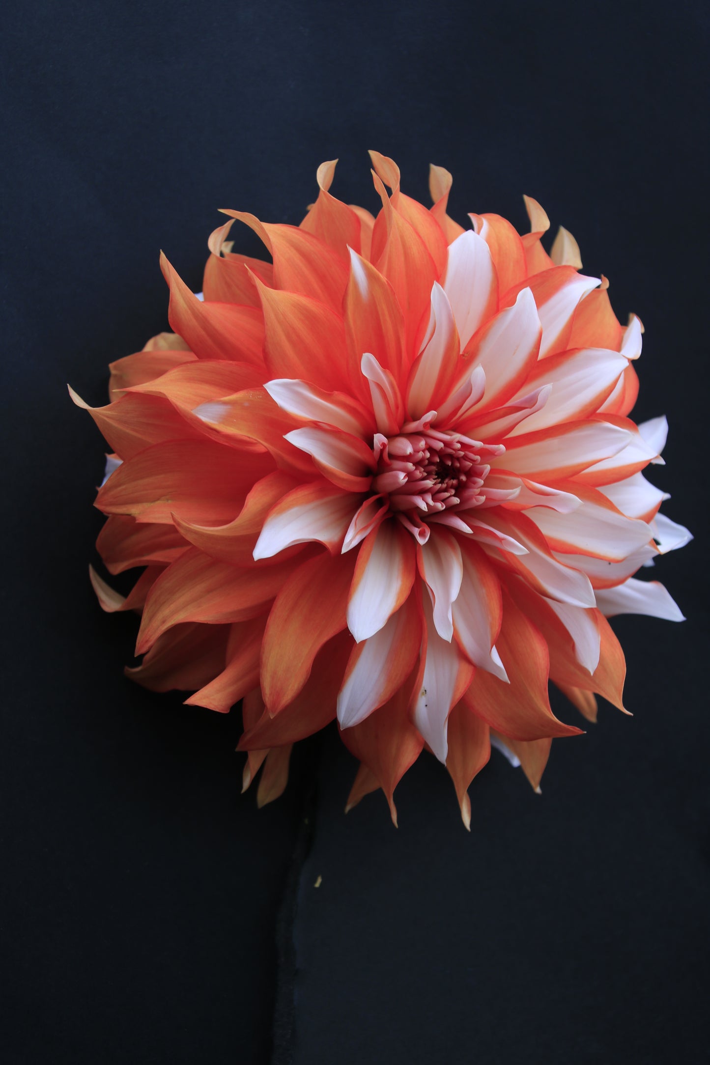 IMAGES OF FLOWERS IN ART FORM PHOTO PRINTS