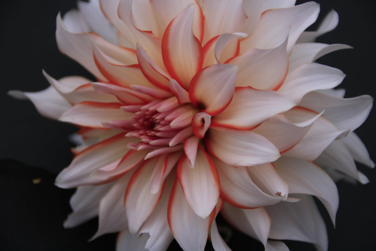 IMAGES OF FLOWERS IN ART FORM PHOTO PRINTS