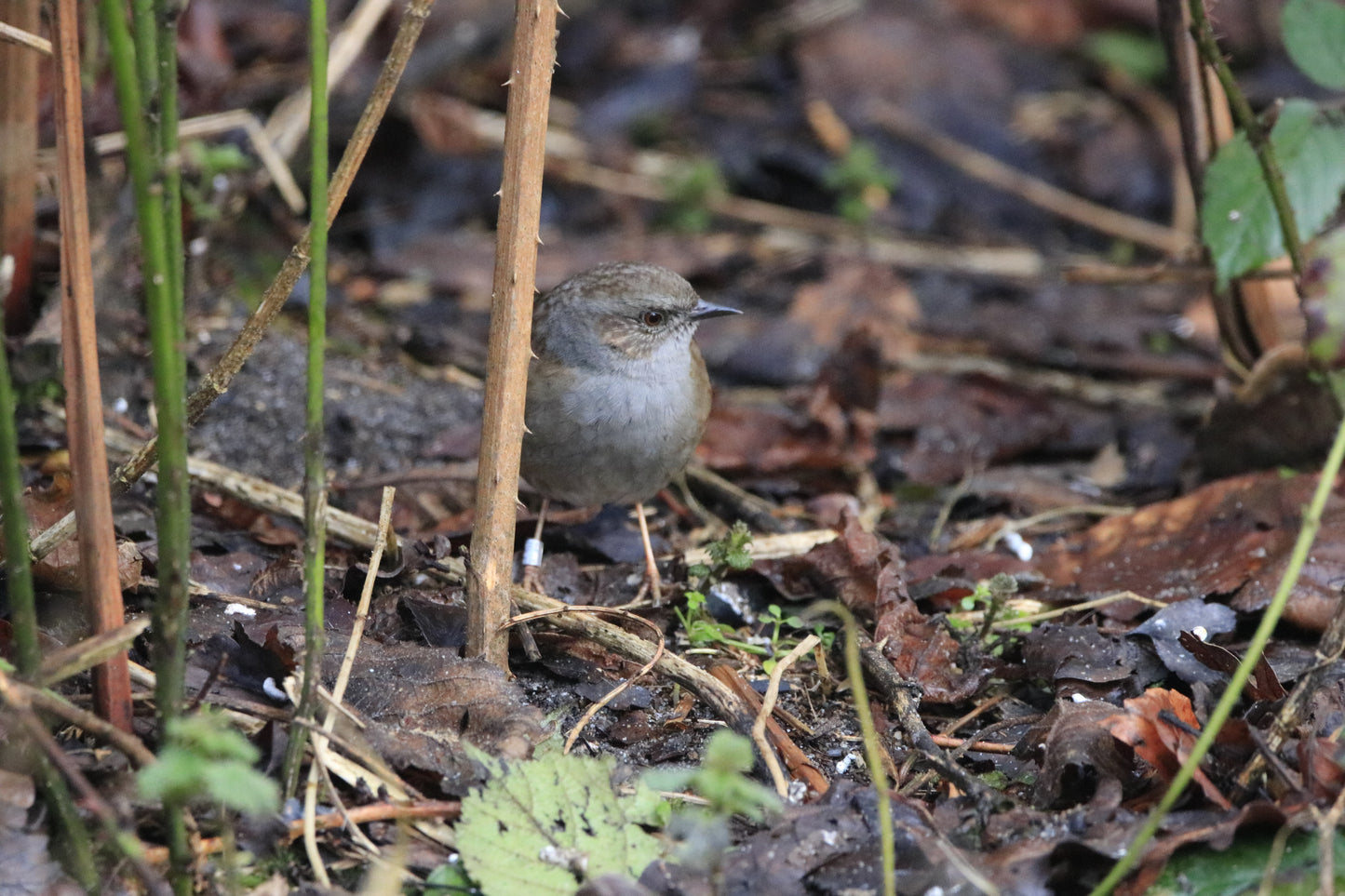 Wildlife Images Around The UK Photo Prints