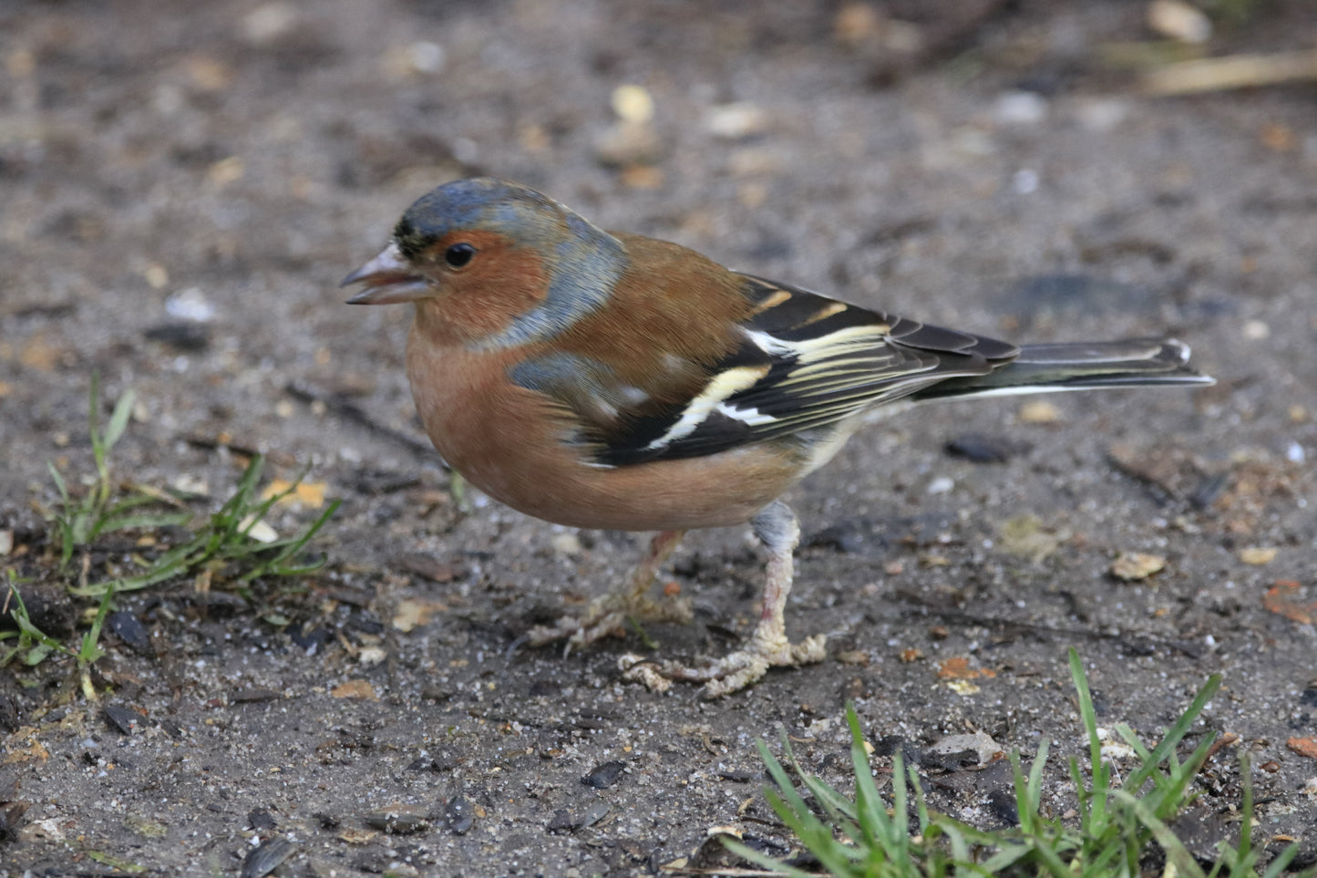 Wildlife Images Around The UK Photo Prints