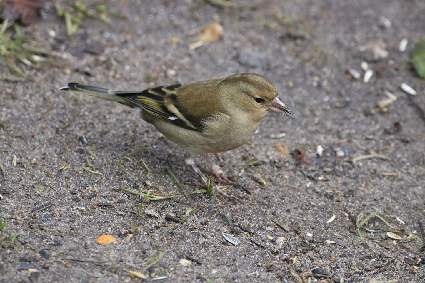 Wildlife Images Around The UK Photo Prints