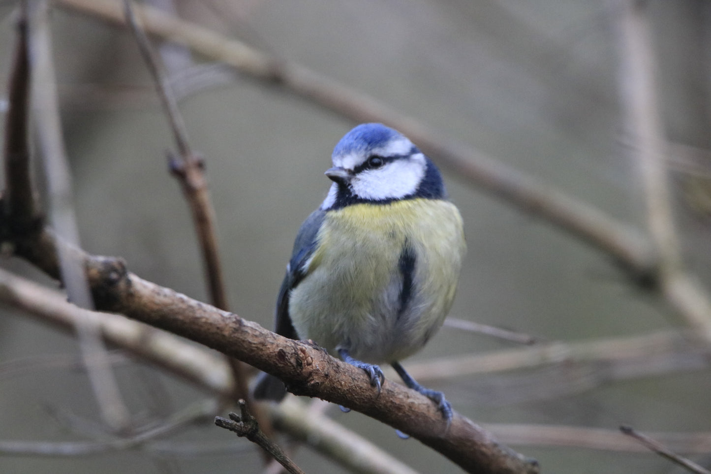 Wildlife Images Around The UK Photo Prints