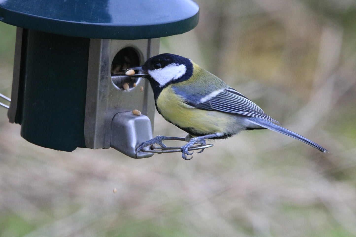 Wildlife Images Around The UK Photo Prints