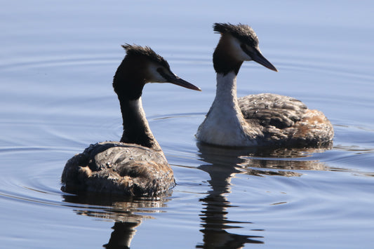 Wildlife Images Around The UK Photo Prints