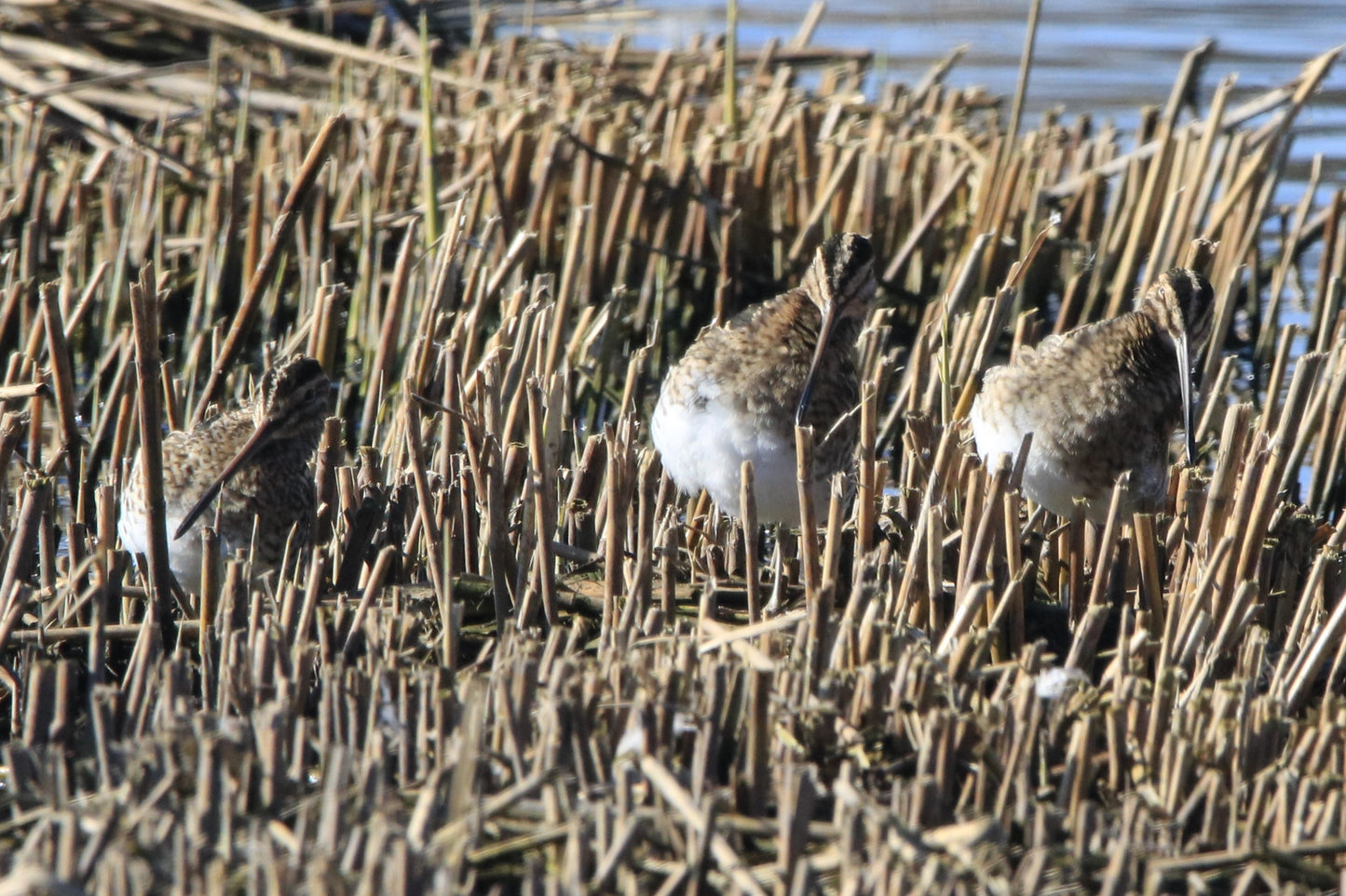 Wildlife Images Around The UK Photo Prints