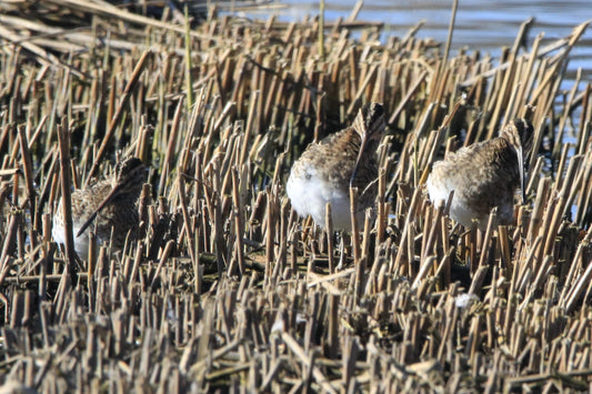 Wildlife Images Around The UK Photo Prints