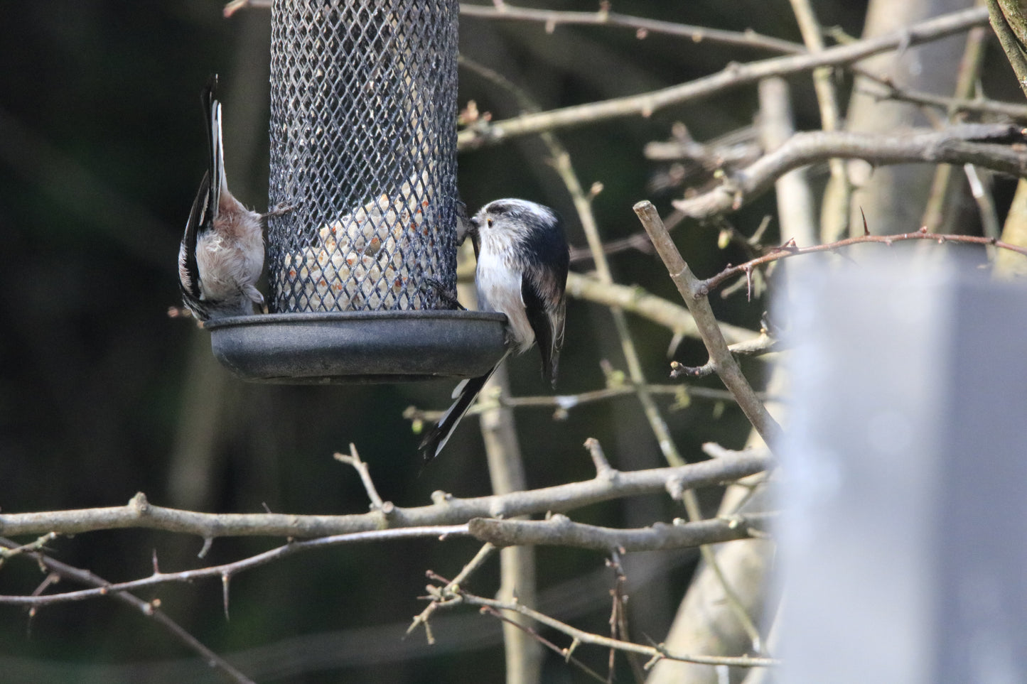 Wildlife Images Around The UK Photo Prints