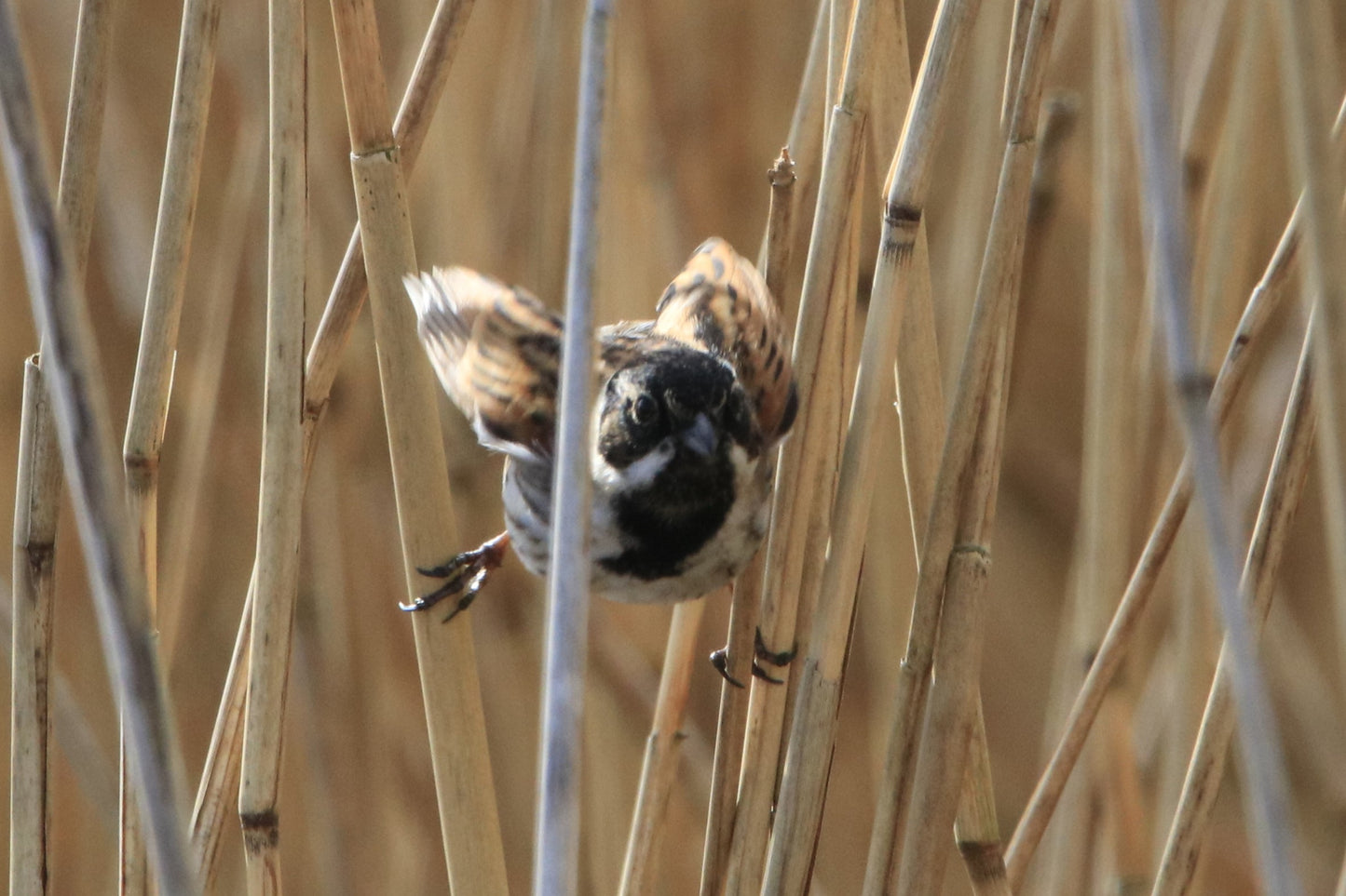 Wildlife Images Around The UK Photo Prints