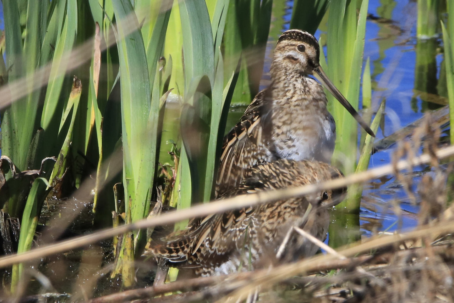 Wildlife Images Around The UK Photo Prints