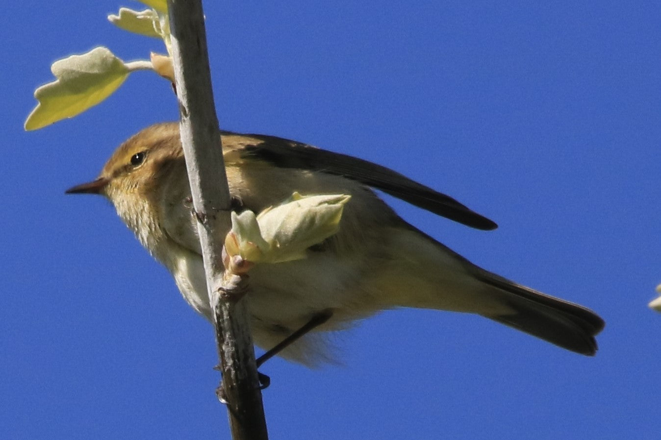 Wildlife Images Around The UK Photo Prints